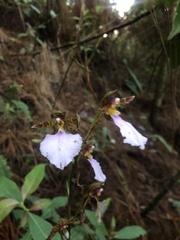 Rhynchostele bictoniensis