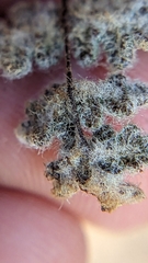 Myriopteris parryi image
