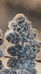 Myriopteris parryi