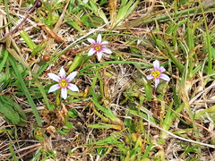 Sisyrinchium micranthum