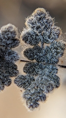 Myriopteris parryi