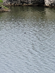 Lophodytes cucullatus