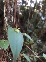 Pleurothallis correllii