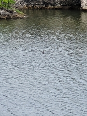 Lophodytes cucullatus