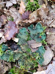 Peltigera ponojensis