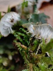Peltigera ponojensis