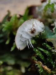 Peltigera ponojensis