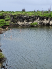 Lophodytes cucullatus