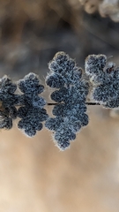 Myriopteris parryi
