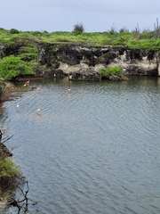 Lophodytes cucullatus