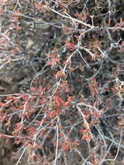 Eriogonum fasciculatum polifolium