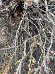 Eriogonum fasciculatum polifolium
