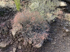 Eriogonum fasciculatum polifolium