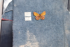 Boloria chariclea