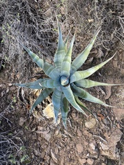 Agave chrysantha