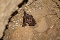 Macrotus californicus