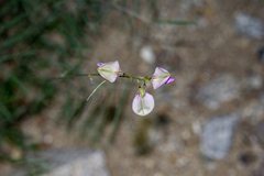 Tephrosia palmeri