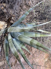 Agave chrysantha