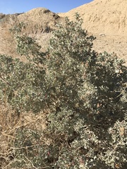 Atriplex hymenelytra