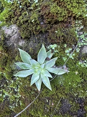 Dudleya cymosa pumila