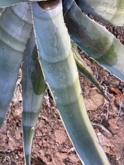 Agave chrysantha