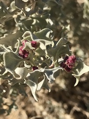 Atriplex hymenelytra