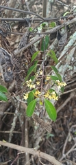 Chiococca alba