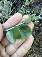 Ceanothus leucodermis