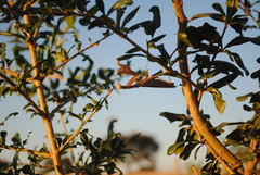 Mantis religiosa religiosa