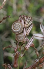 Monacha syriaca