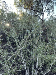 Ceanothus leucodermis