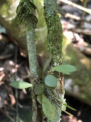 Specklinia