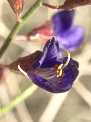 Psorothamnus schottii