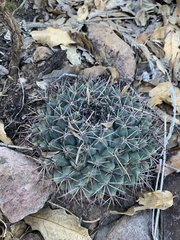 Mammillaria meiacantha