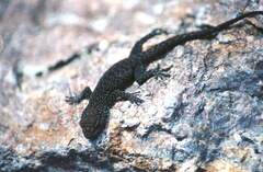 Quedenfeldtia trachyblepharus