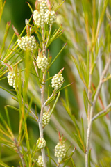 Melaleuca uncinata