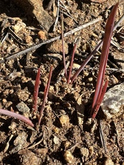 Dipterostemon capitatus