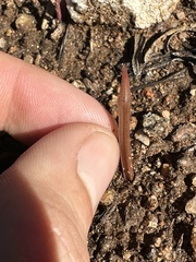 Dipterostemon capitatus