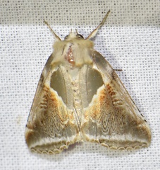 Habrosyne pyritoides