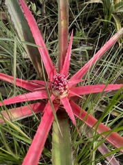 Bromelia