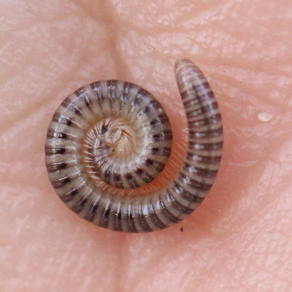Cyphobrachyiulus