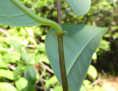 Margaritaria indica iNat (2)