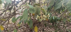 Tournefortia pubescens