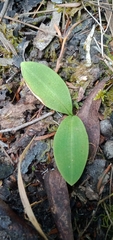 Chiloglottis valida
