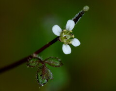 Cardamine heleniae