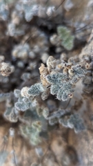 Myriopteris parryi
