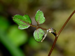 Cardamine heleniae