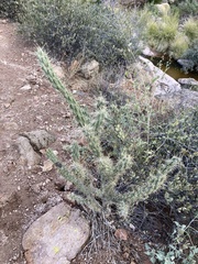 Cylindropuntia acanthocarpa