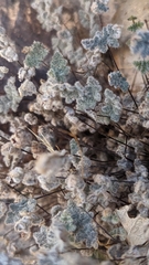 Myriopteris parryi image