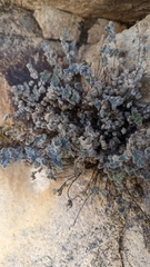 Myriopteris parryi